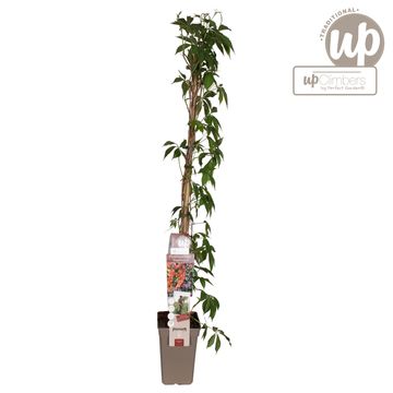 Parthenocissus quinquefolia engelmannii