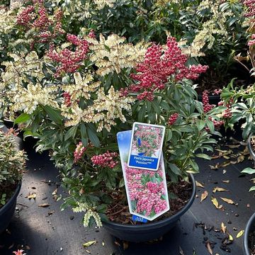 Pieris japonica 'Passion'