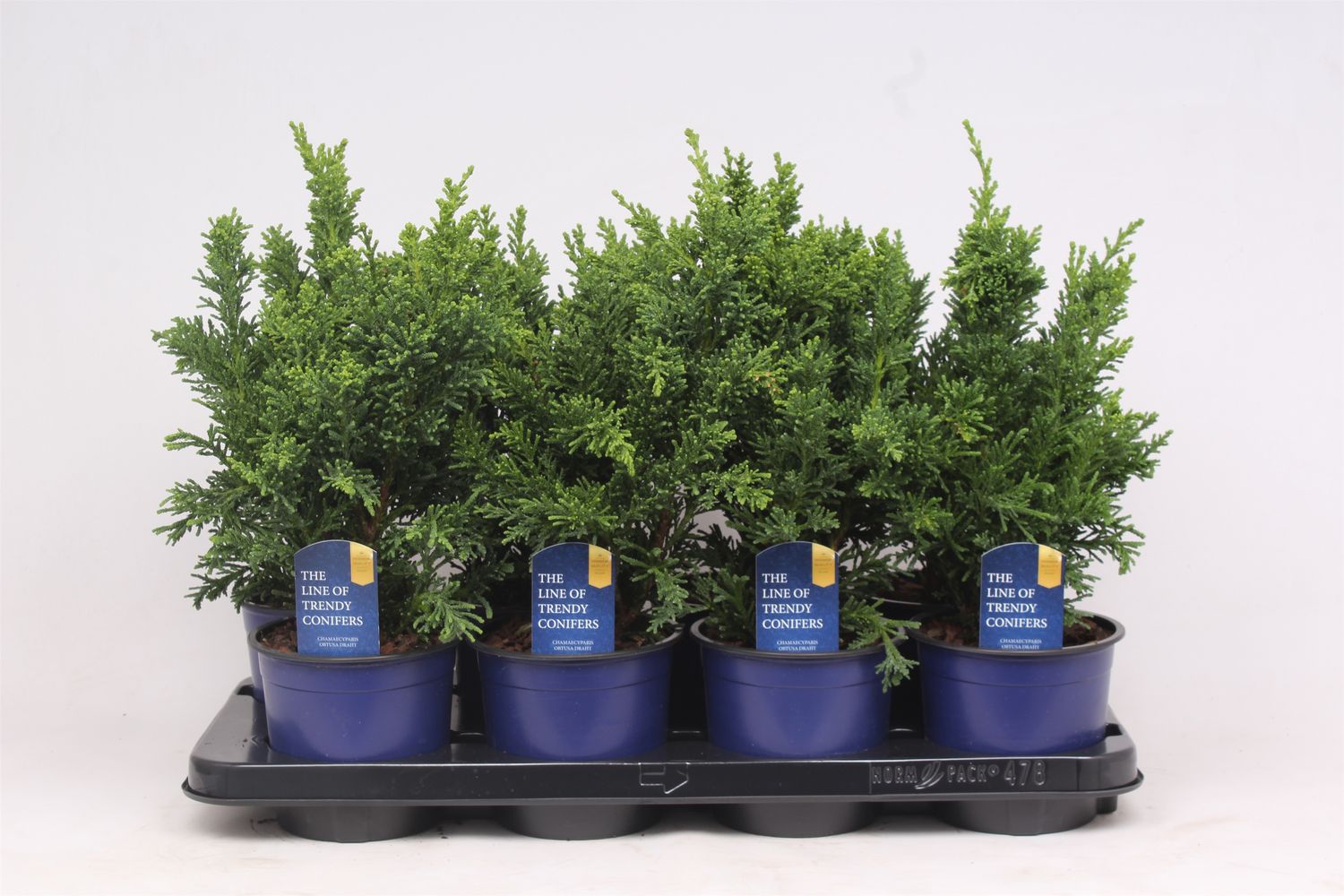 Chamaecyparis obtusa 'Draht' — Plant Wholesale FlorAccess