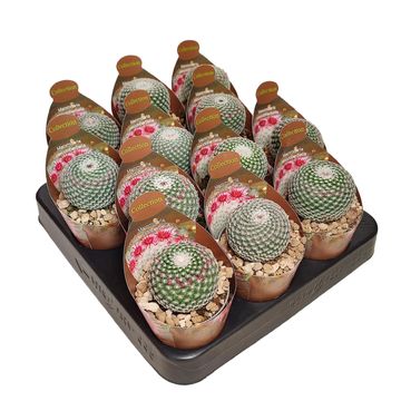 Mammillaria pseudoperbella