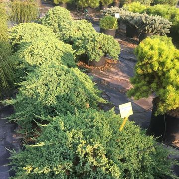 Juniperus procumbens 'Nana'
