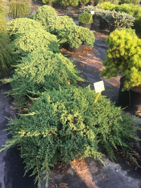 Juniperus procumbens 'Nana'