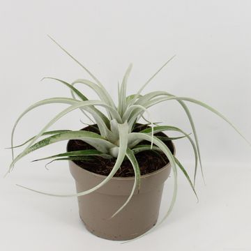 Tillandsia xerographica