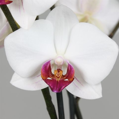 Phalaenopsis PURPLE HEART