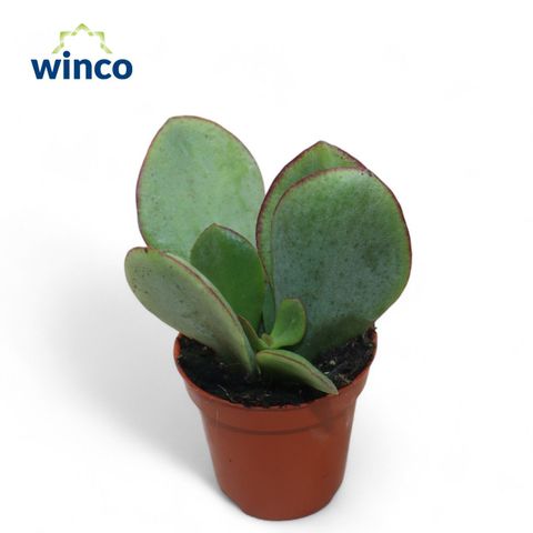 Cotyledon 'Mint Truffles'