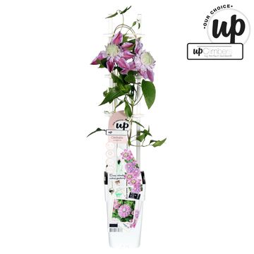 Clematis JOSEPHINE REGAL