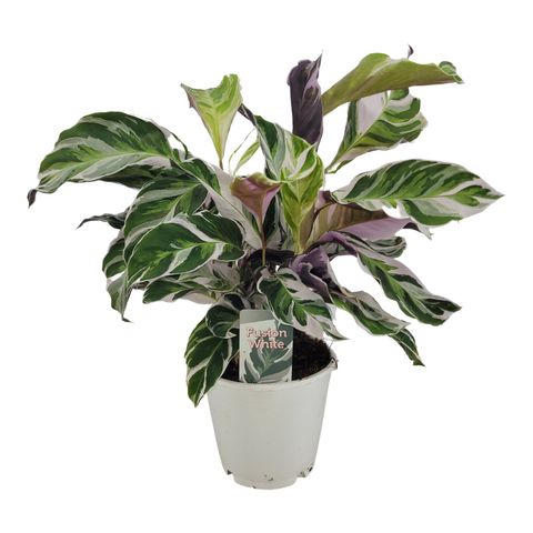 Calathea 'White Fusion'