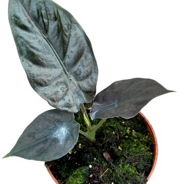 Alocasia infernalis BLACK MAGIC