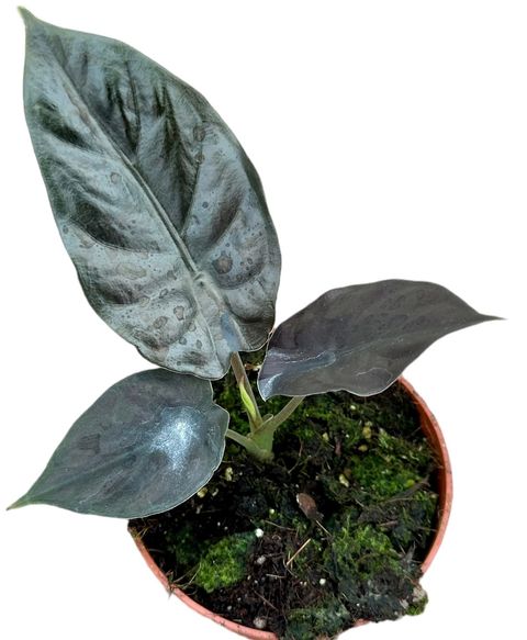 Alocasia infernalis BLACK MAGIC