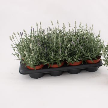 Lavandula MIX IN POT