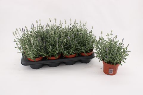 Lavandula MIX IN POT