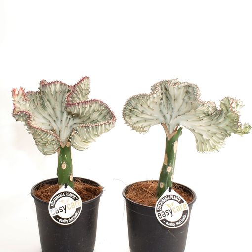 Euphorbia lactea (Feldborg A/S)