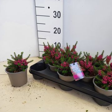 Erica vagans 'Mrs D.F. Maxwell'