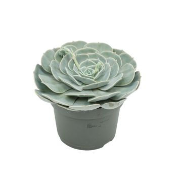 Echeveria 'Pollux'