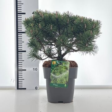 Pinus mugo 'Humpy'