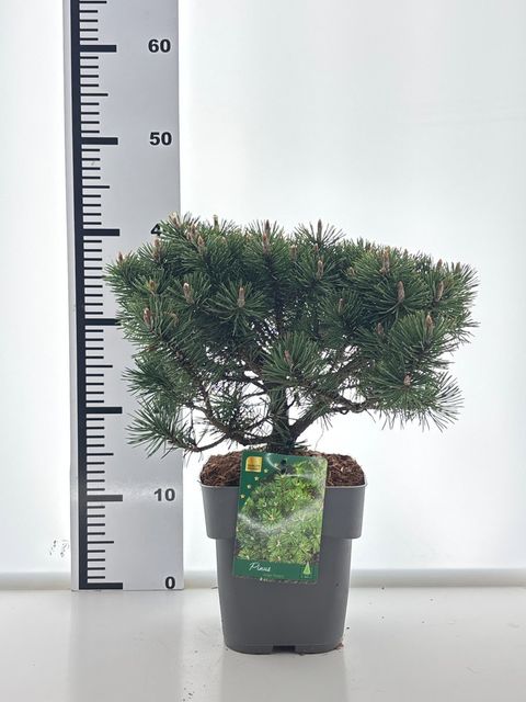 Pinus mugo 'Humpy'