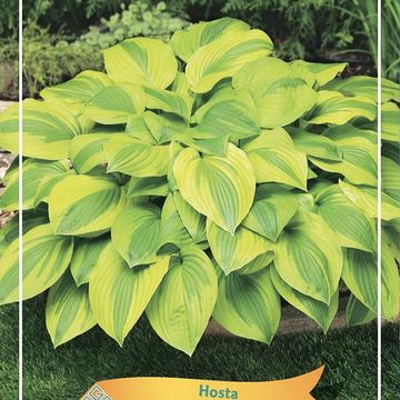 Hosta 'Velvet Moon'
