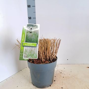 Miscanthus sinensis 'Herman Mussel'