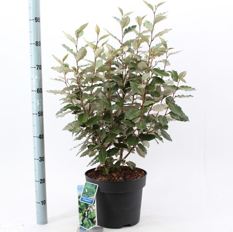 Elaeagnus x ebbingei 'Compacta'