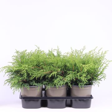 Microbiota decussata