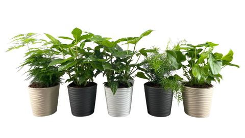 Plantas o interior MIX