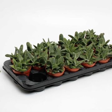 Gasteria 'Little Warty'