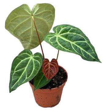 Anthurium magnificum x regale