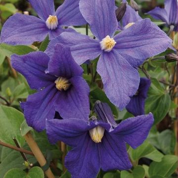 Clematis дуранда