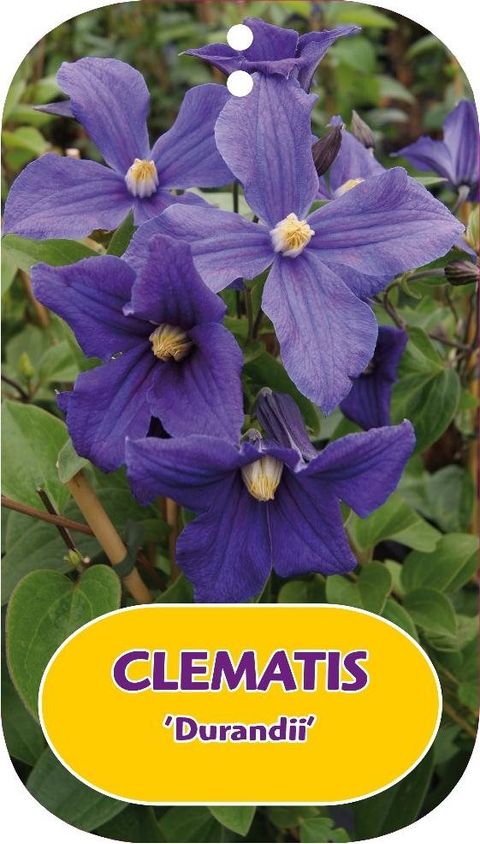 Clematis x durandii