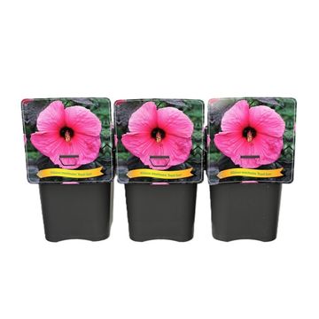 Hibiscus 'Royal Gems'