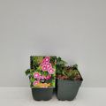 Geranium sanguineum 'Elke'