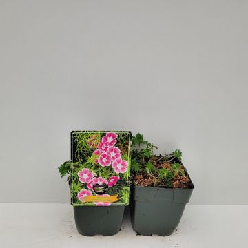 Geranium sanguineum 'Elke'