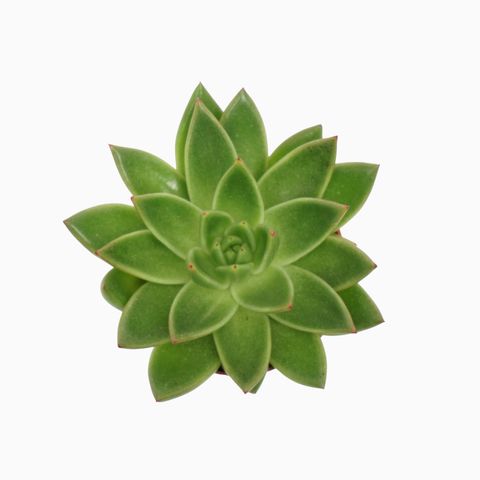 Echeveria agavoides