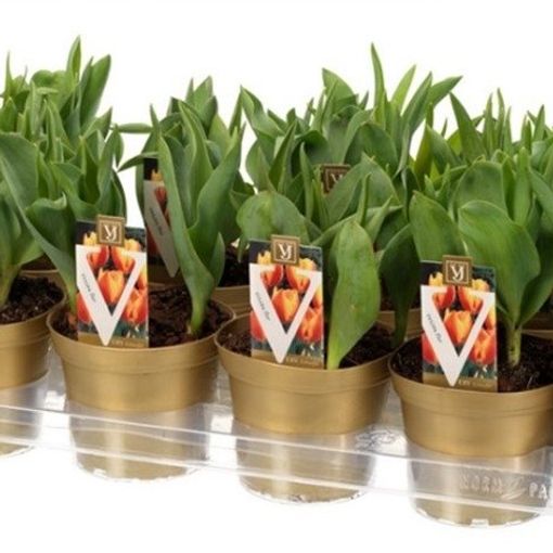 Tulipa 'Flair'