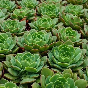 Echeveria 'Ramillette'