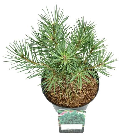 Pinus sylvestris 'Watereri'