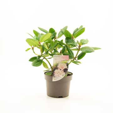 Rhododendron 'Virginia Richards'