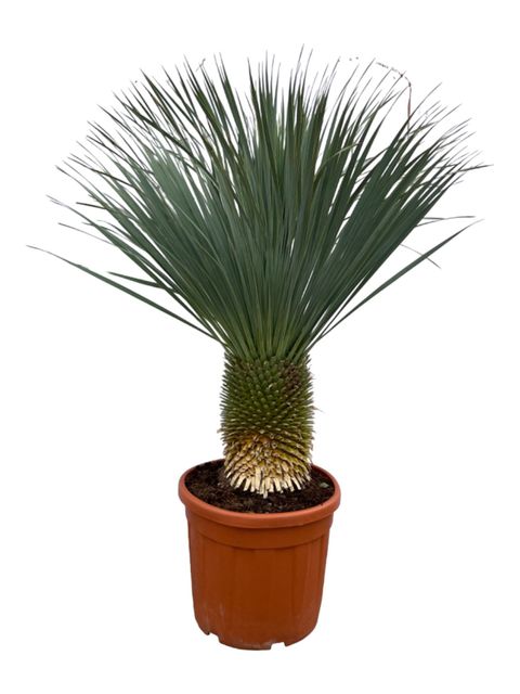 Yucca rostrata