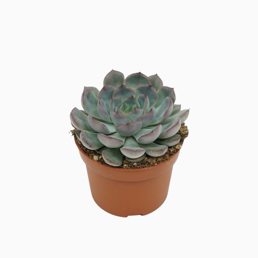 Echeveria 'Hercules'