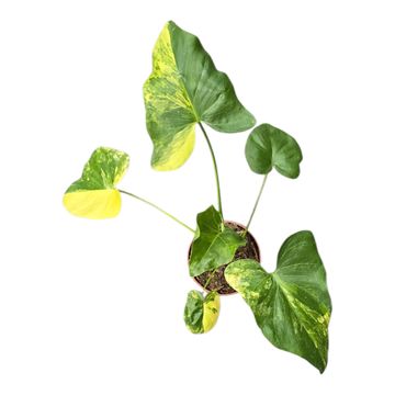 Philodendron bipinnatifidum 'Variegata'