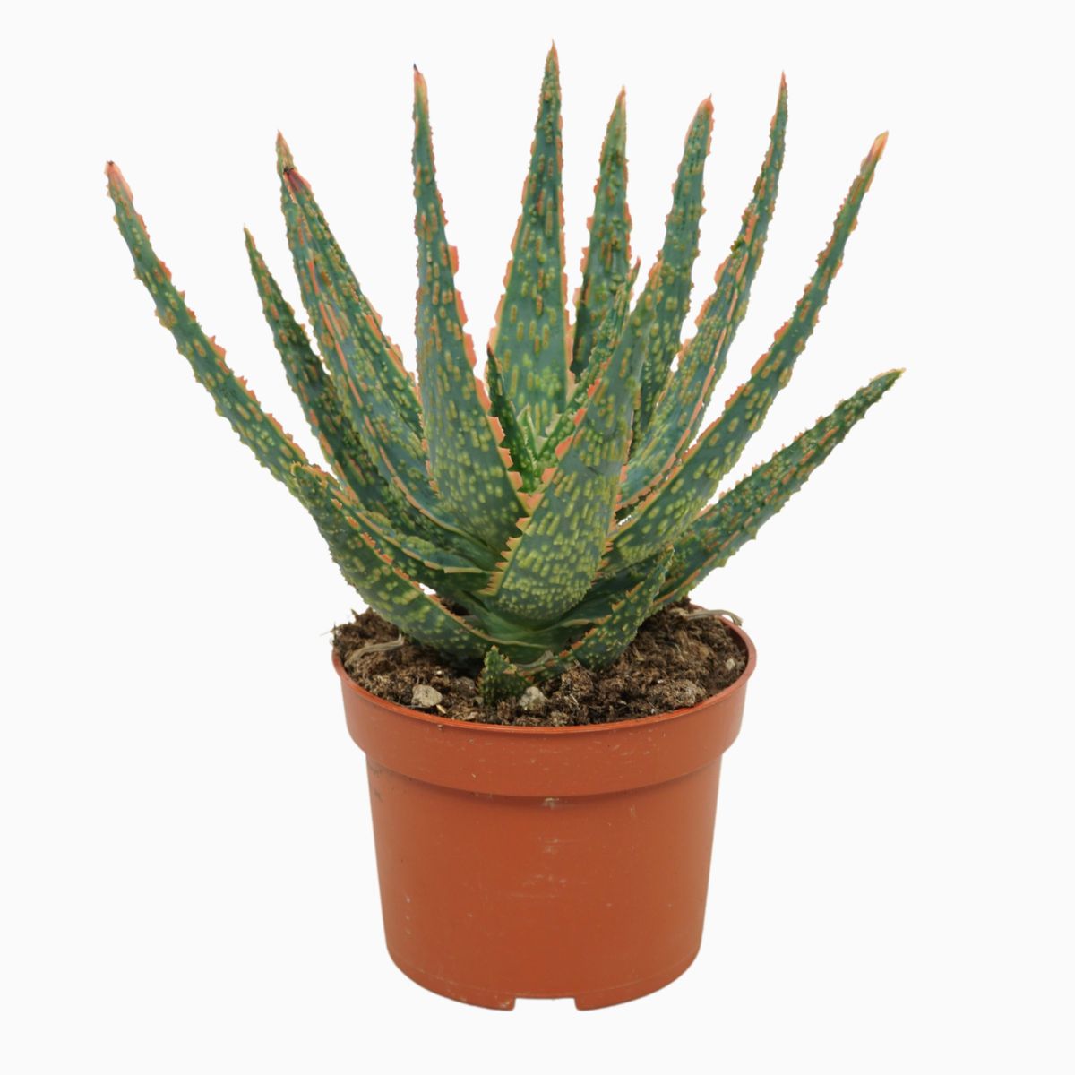 Aloe zebrina 'Dannyz'  Plant Wholesale FlorAccess