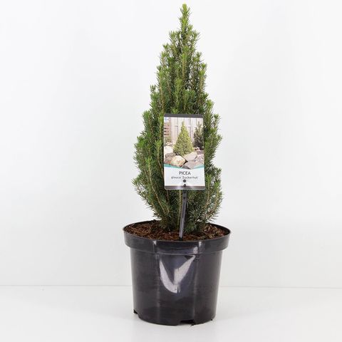 Picea glauca 'Zuckerhut' — Plant Wholesale FlorAccess