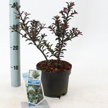 Ilex x meserveae GENTLE