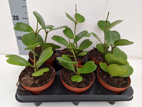 Hoya kerrii
