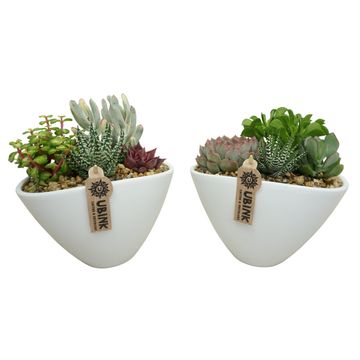 Arranjo Succulents