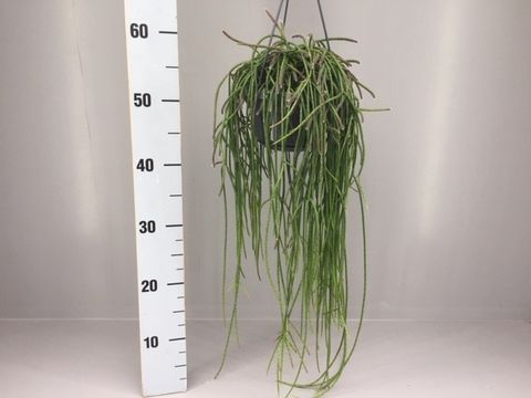 Rhipsalis puniceodiscus