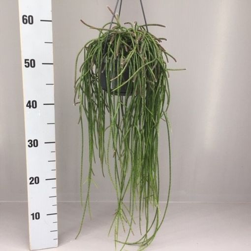 Rhipsalis puniceodiscus