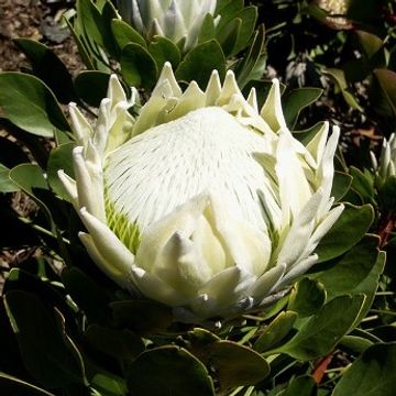 Protea 'White King'