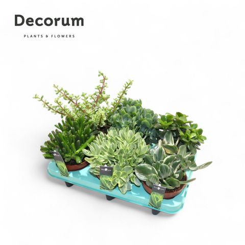 Crassula MIX
