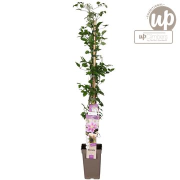 Clematis 'Piilu' (EL)